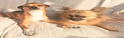 Chihuahua dogs for sale: Gorgeous tiny girl Chihuahua - Advert 8