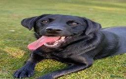 Mixed Breed dogs for sale: 2 playful Labrador puppies - Image 7
