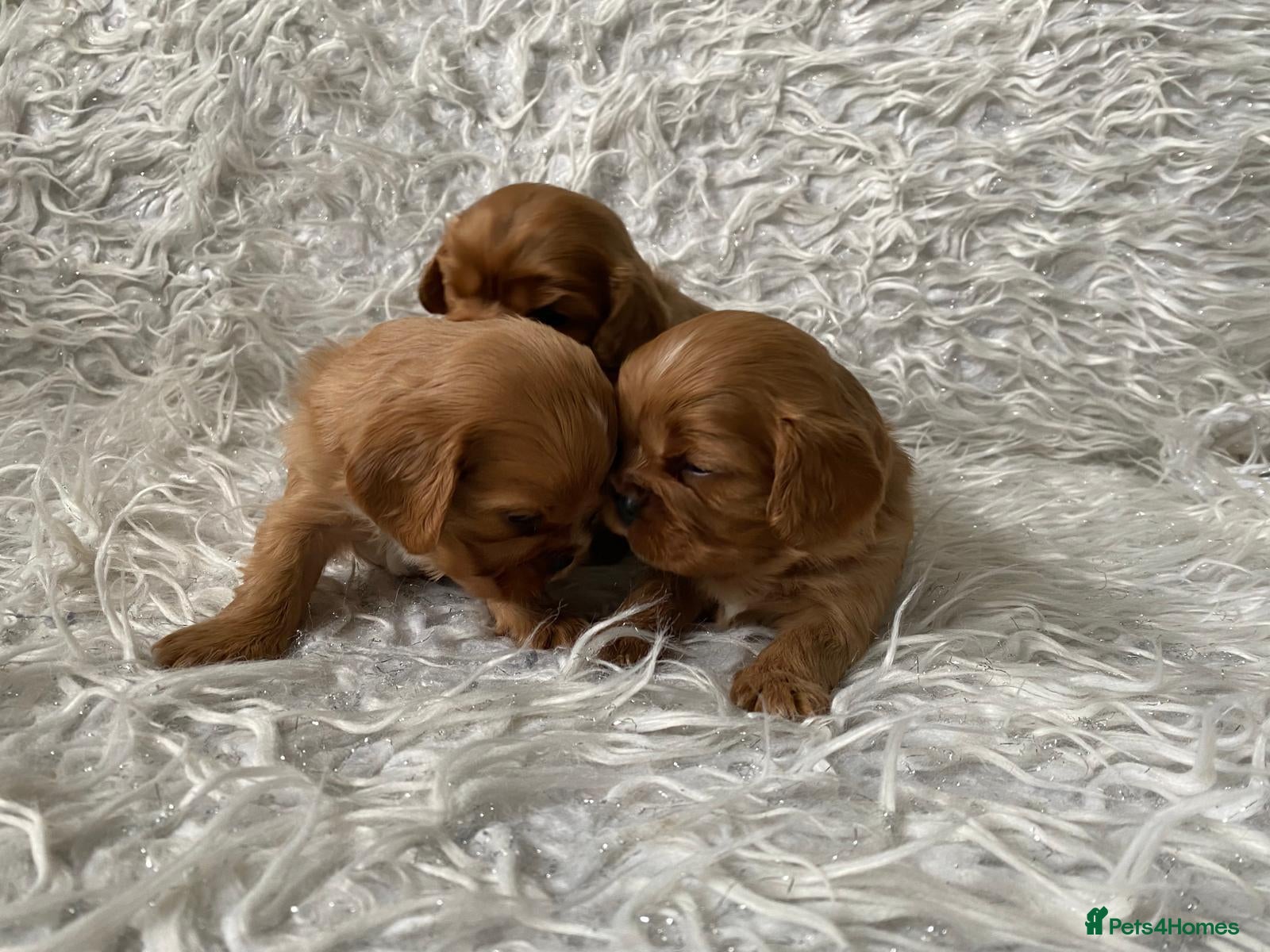 Cavalier King Charles Spaniel dogs Ruby KC registered and DNA tested cavalier boys - Advert 1