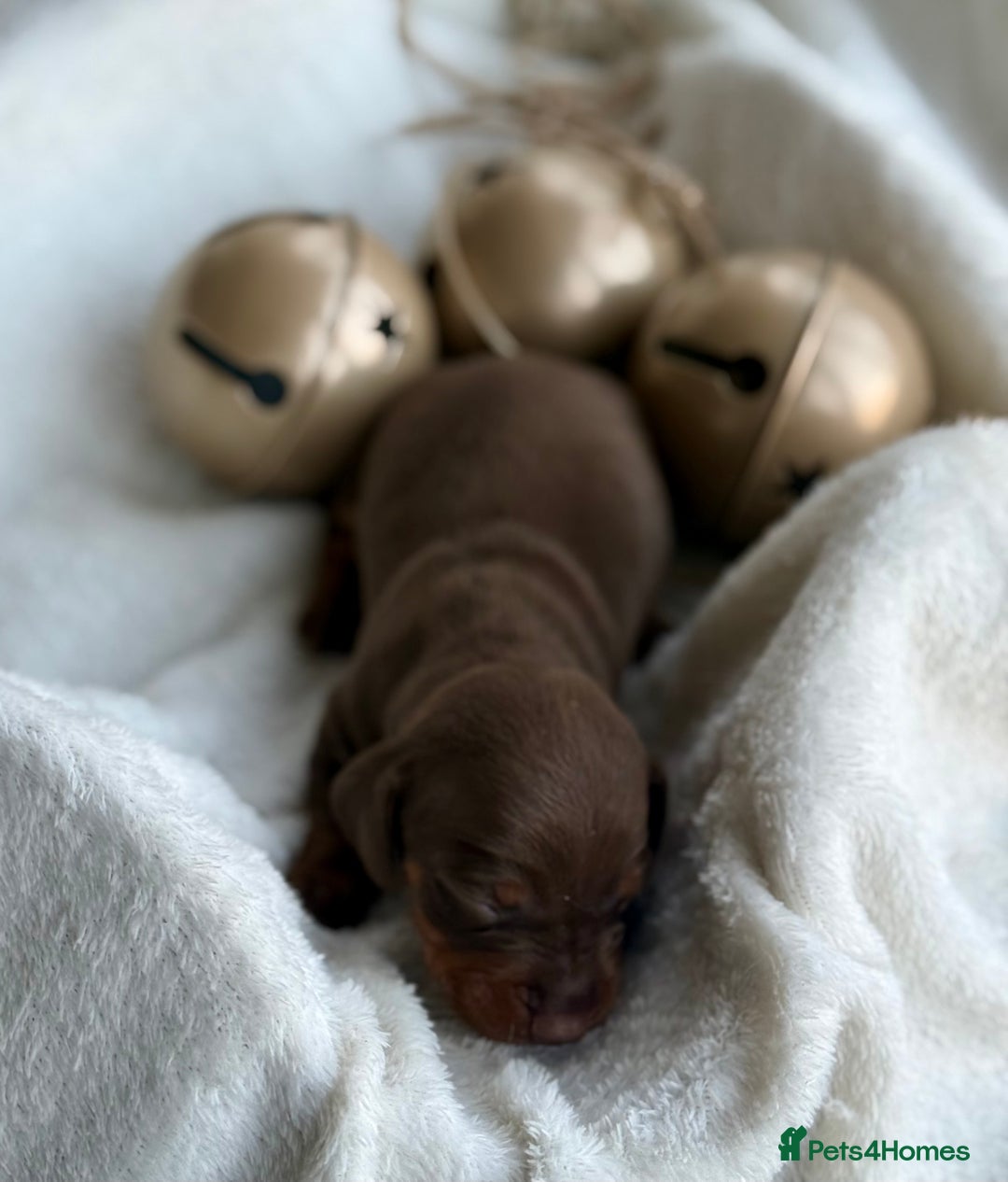 Miniature Dachshund dogs for sale: Kc reg choc tweed dapple & choc n tan  - Advert 13