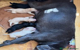 Labradoodle dogs for sale: Fully Vaccinated, Lab x Australian Labradoodles  - Image 14