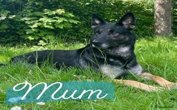 Mixed Breed dogs for sale: German Shepherd x Saluki Lurcher Puppies  - Image 4