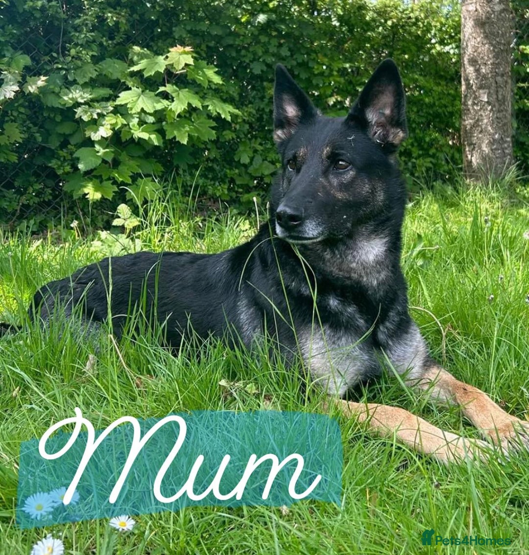 Mixed Breed dogs for sale: German Shepherd x Saluki Lurcher Puppies  - Image 4