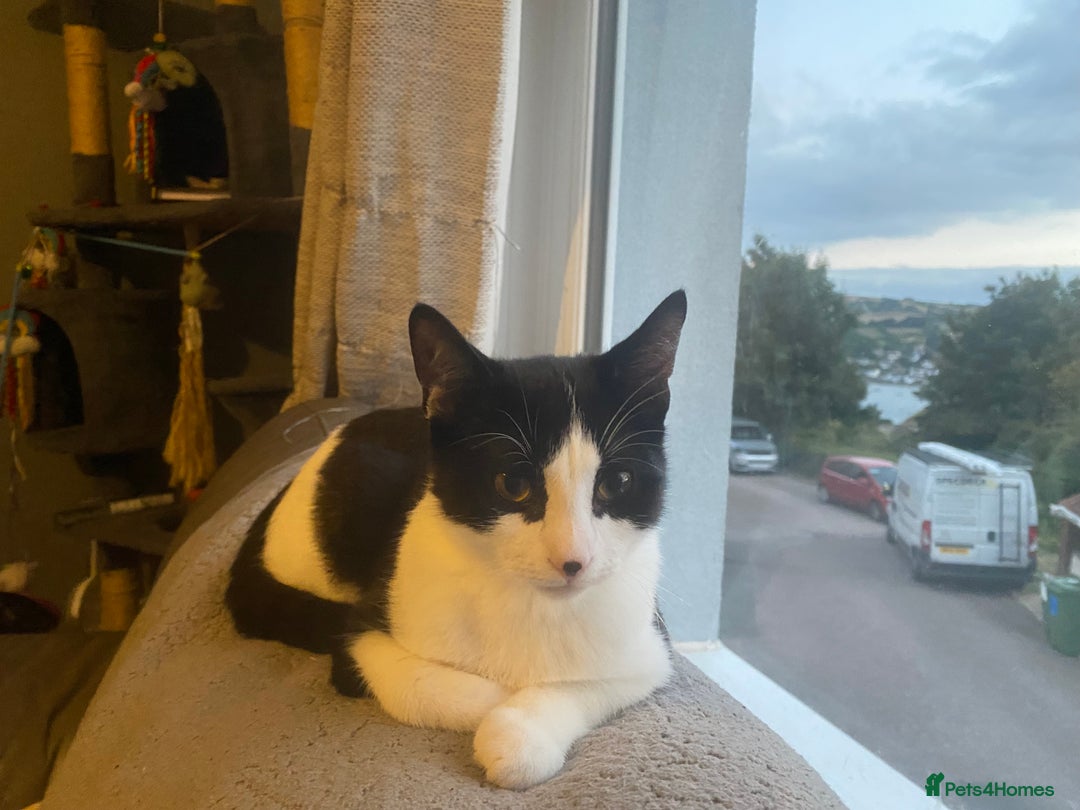 Mixed Breed cats for sale: 9 month old male kitten - Advert 6