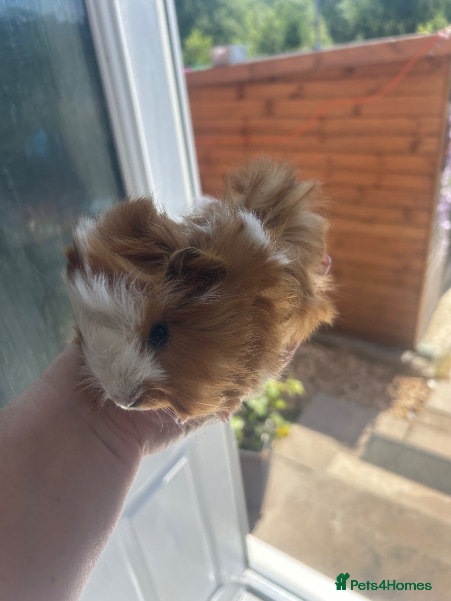 Guinea Pig rodents male longhair - Advert 15