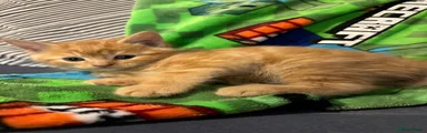 Mixed Breed Kitten 2
