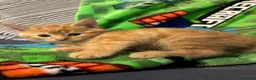 Mixed Breed cats for sale: 3 kittens for sale  - Advert 3
