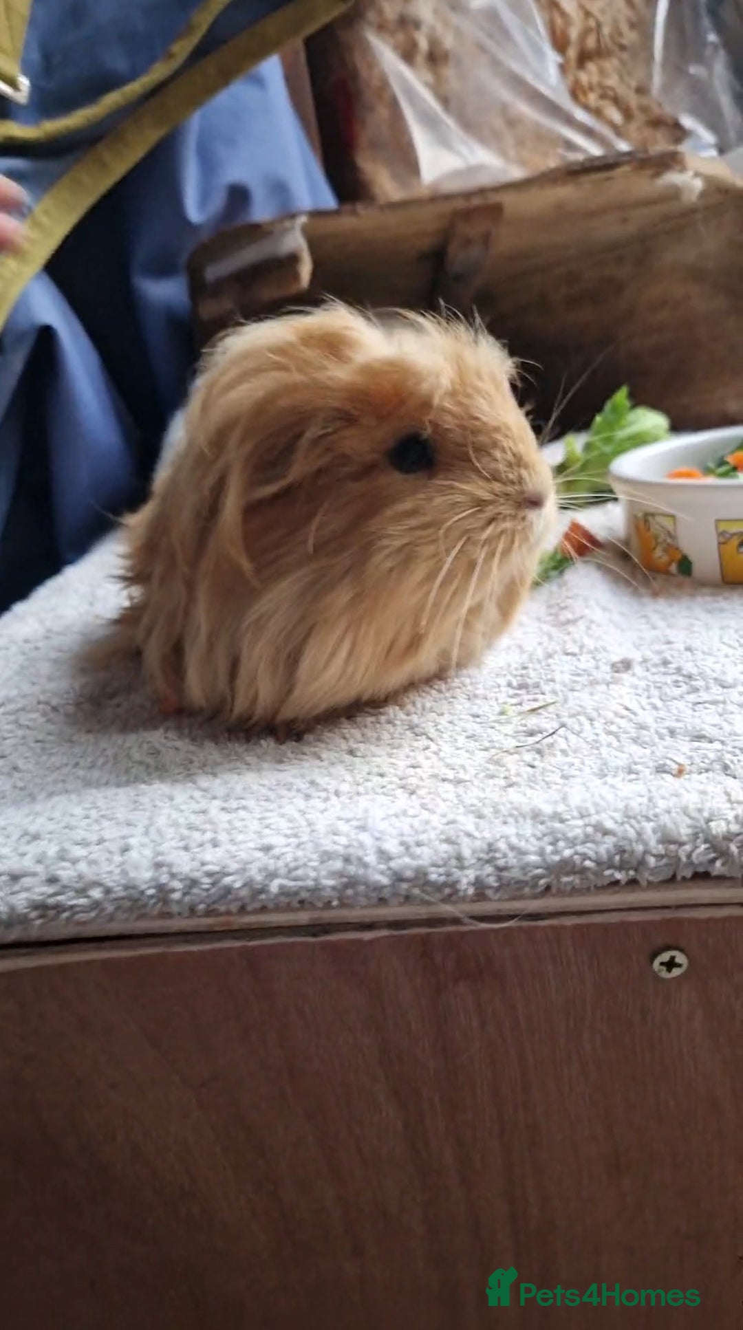 Guinea Pig rodents for sale: Beauitful Coronet breed female  - Advert 3