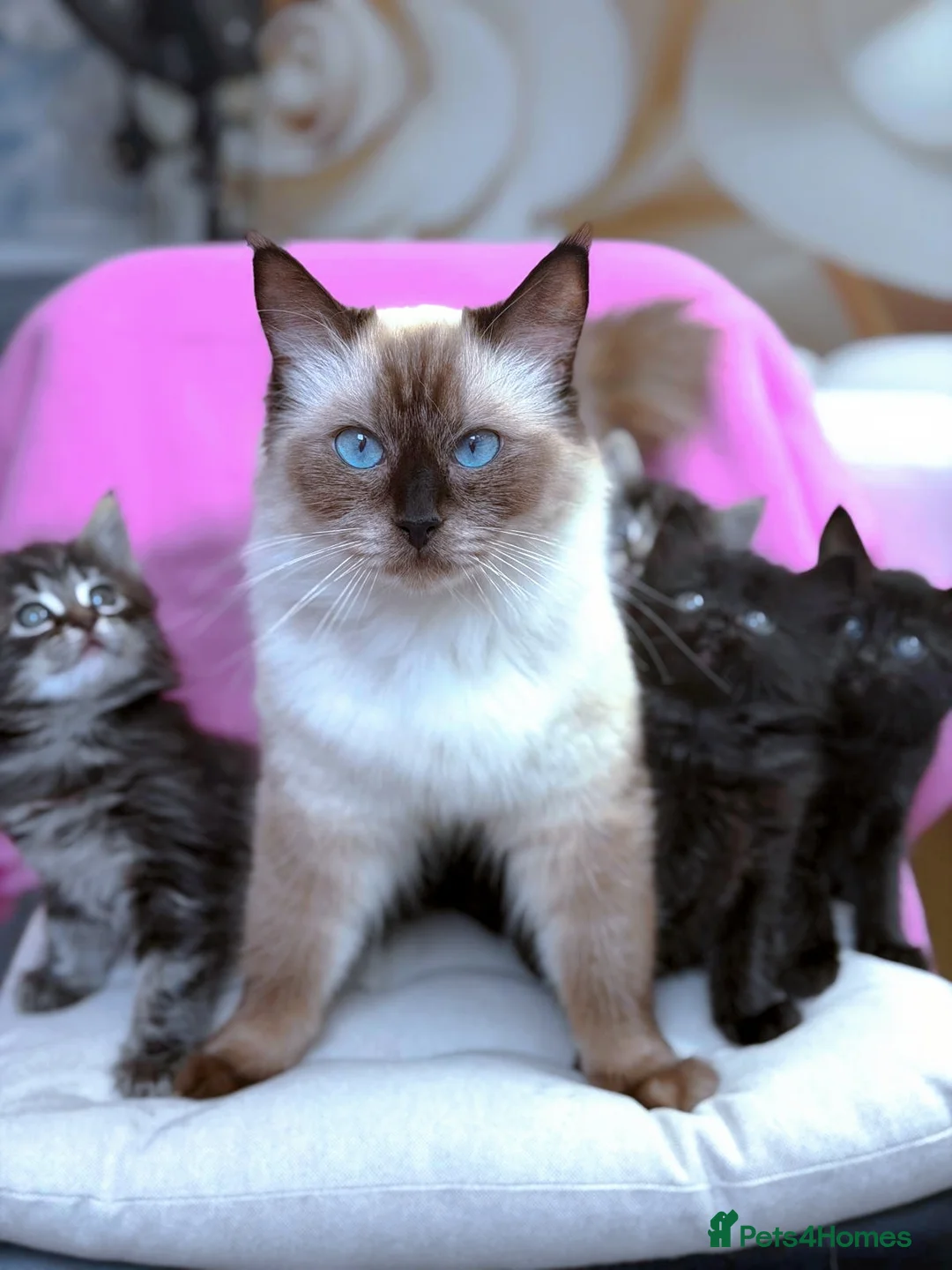 Mixed Breed cats for sale: !! READY NOW!!  Adorable Ragdoll Kittens Mix  - Advert 2