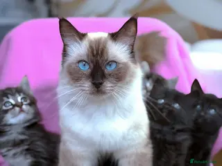 Mixed Breed cats !! READY NOW!! Adorable Ragdoll Kittens Mix - Advert 3