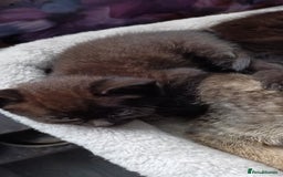 British Shorthair cats for sale: British shorthair/black ghost tabbys - Image 4