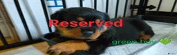 Rottweiler dogs for sale: Rottweiler puppies - Advert 19