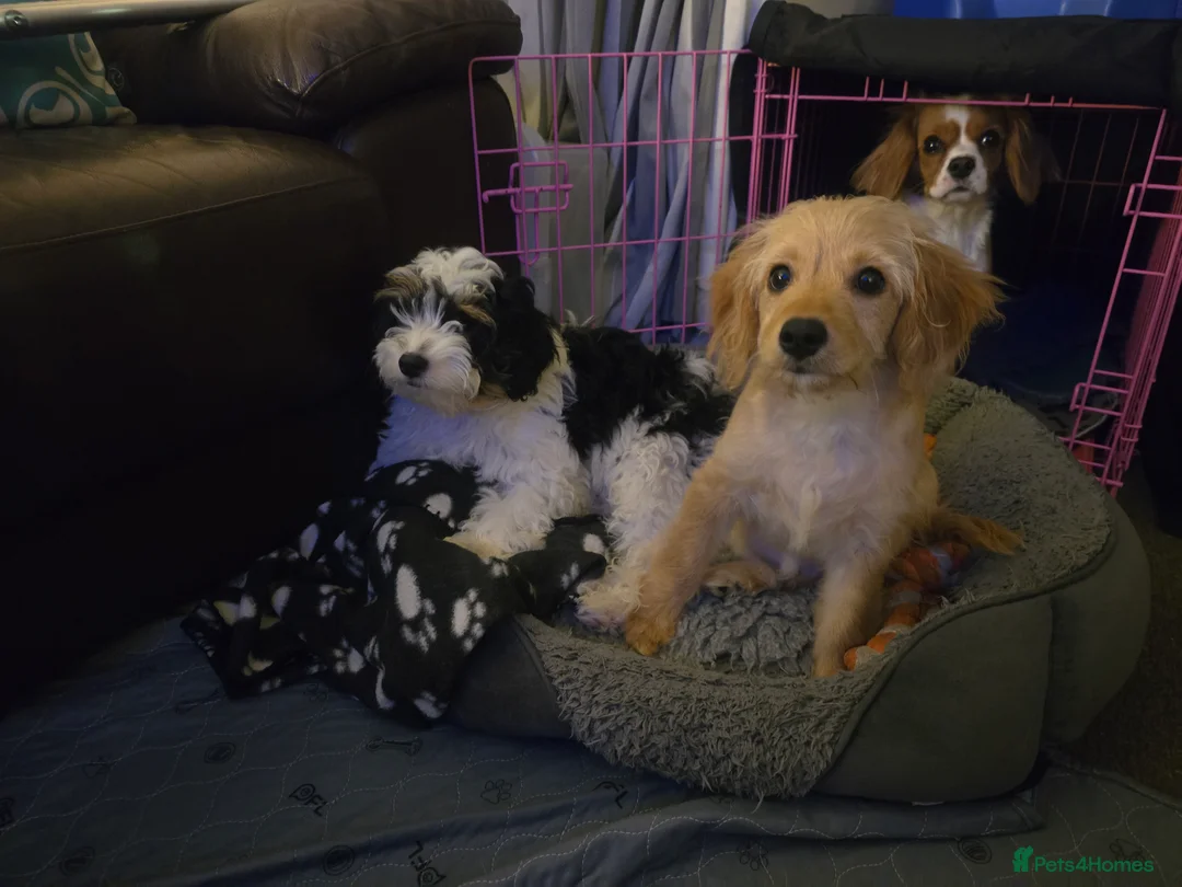 Cavapoo dogs for sale: 🐾Cavapoo: Litter Embark DNA Tested, Sire KC Reg🐾 - Advert 18