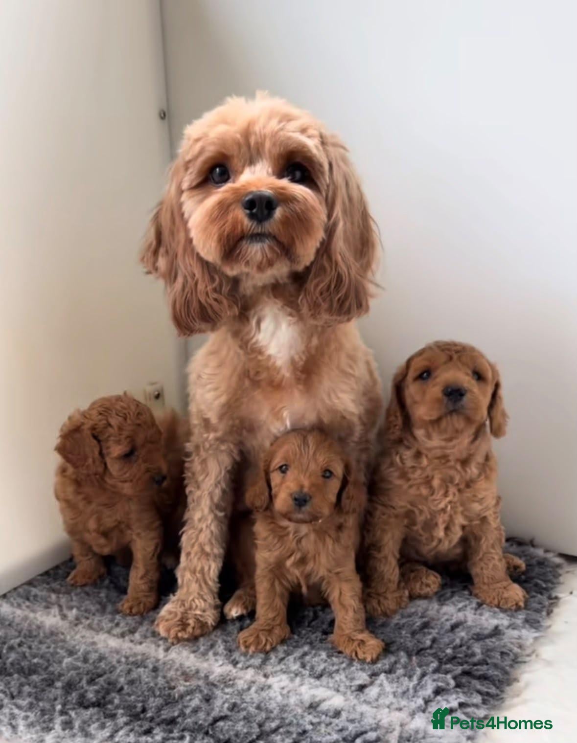 Cavachon dogs Beautiful cavachon puppys - Advert 4