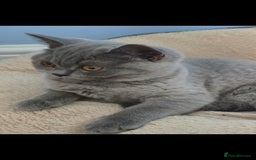 British Shorthair cats for sale: 🐾BritishShorthairKitten 1Girl💚Left!TopQuality  in Mitcham - Image 1
