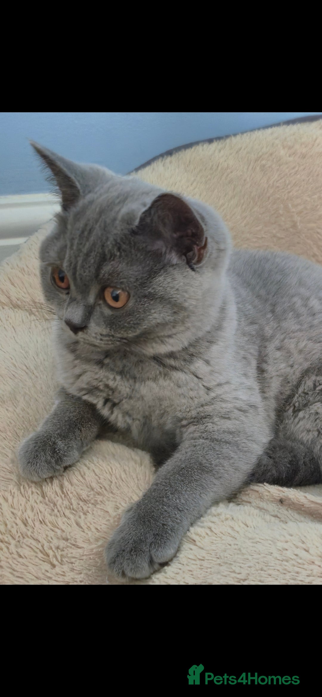 British Shorthair cats for sale: 🐾BritishShorthairKitten 1Girl💚Left!TopQuality  in Mitcham - Image 1