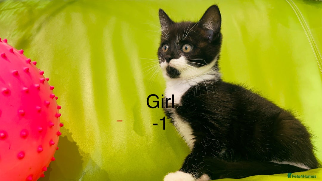 Mixed Breed cats for sale: Wonderful ,healthy clever village Kittens for sale - Advert 32