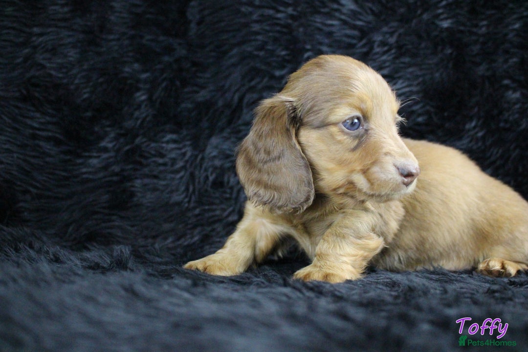 Miniature Dachshund dogs for sale: KC PRA Clear Mini Longhair Daxies – Dapple - Advert 18