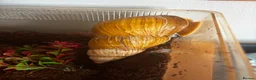 Snails invertebrates for sale: Lovely African Land Snail  in Cambridge - Advert 4