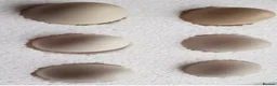 Chickens poultry for sale: 6x Silkies USA Hatching Eggs Collection OrDelivery - Advert 18