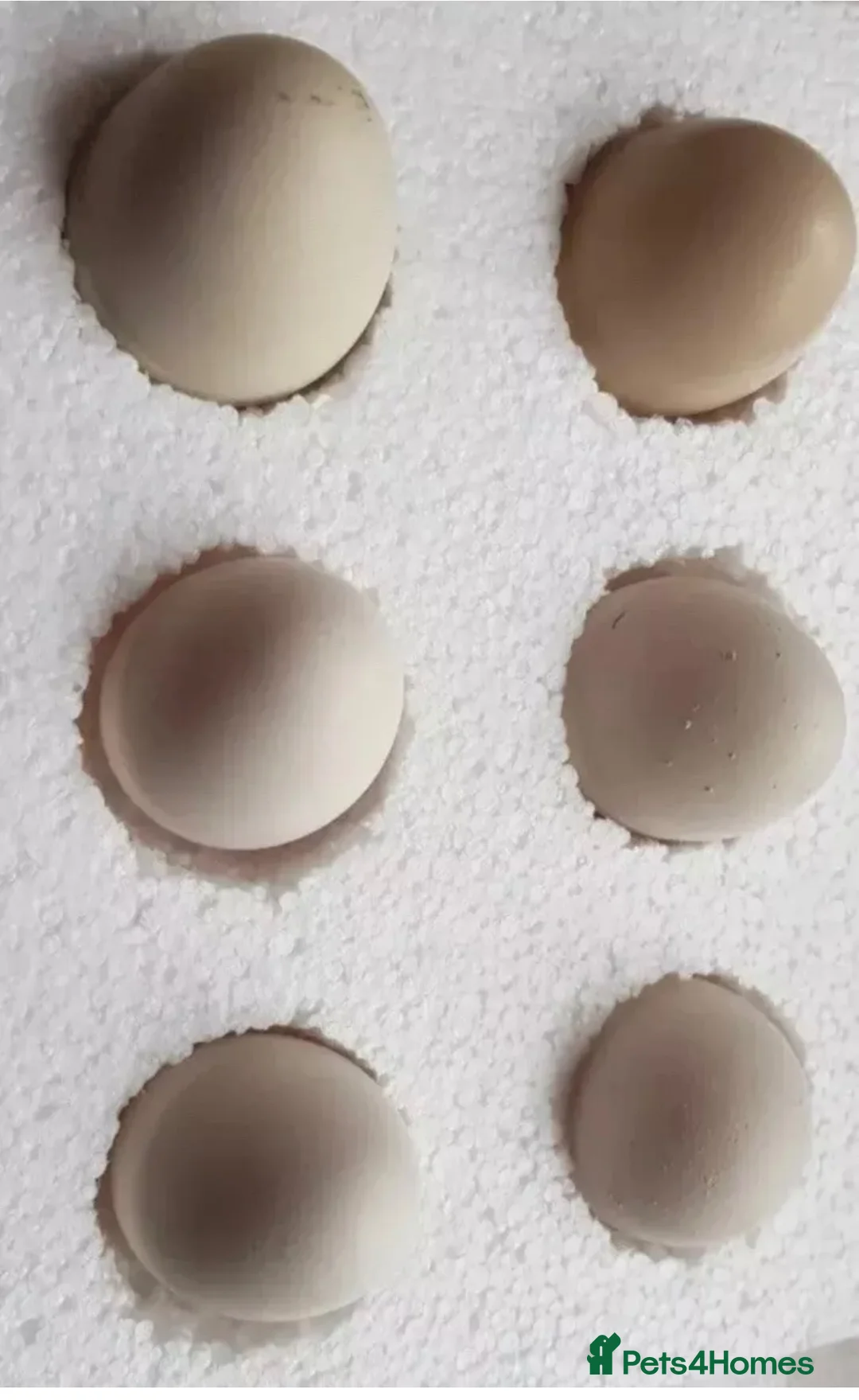 Chickens poultry for sale: 6x Silkies USA Hatching Eggs Collection OrDelivery - Advert 18