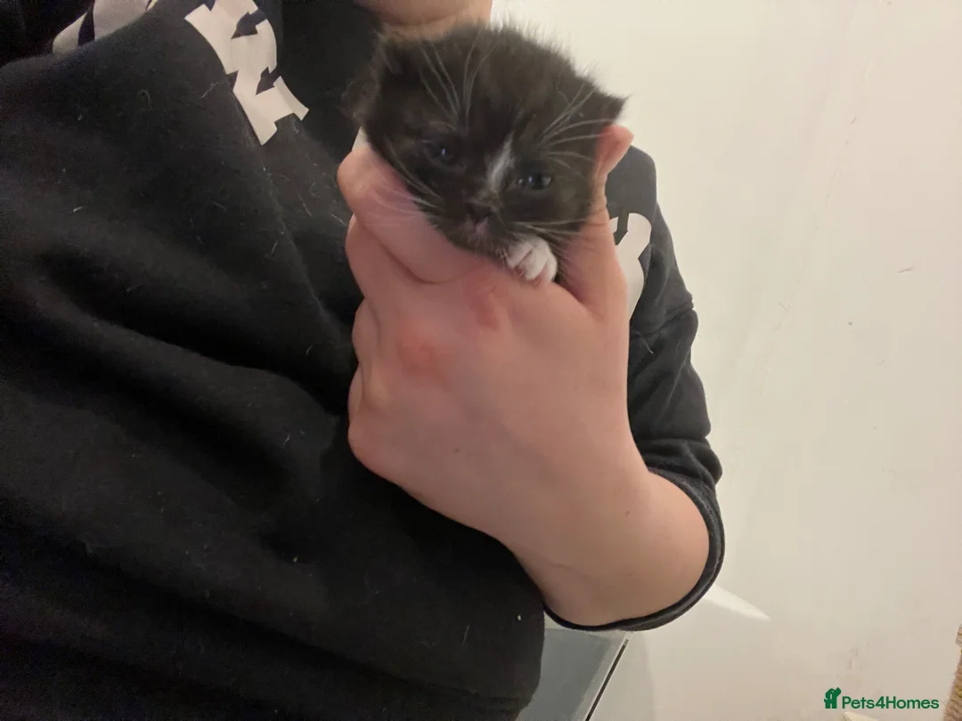 British Shorthair cats for sale: kittens BSH two girls left - Advert 2