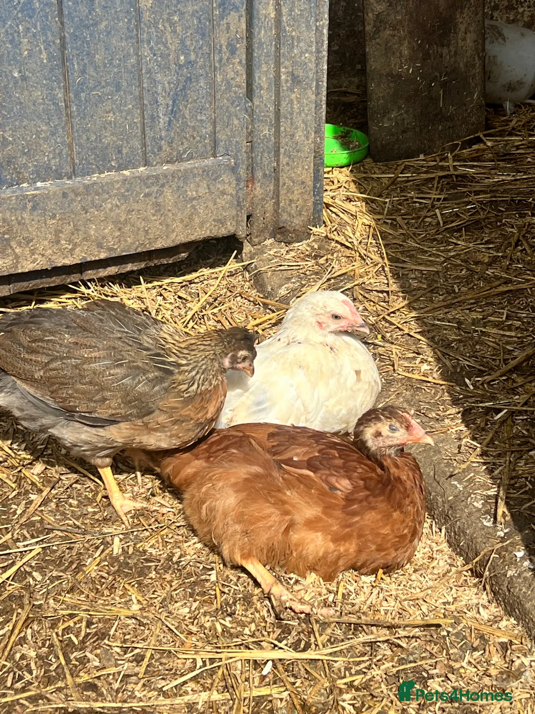 Chickens poultry for sale: Pullets - Barred rock, light Sussex, Rhode, easter - Advert 1