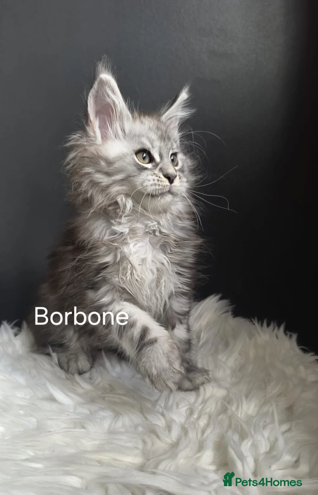 Maine Coon cats for sale: Outstanding kittens from Shaded line  in Swadlincote - Advert 12