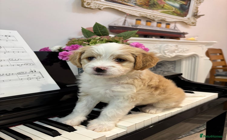 Mixed Breed dogs Peke-a-Chon puppies 🐶  - Advert 1