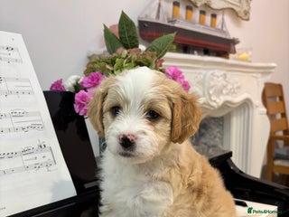 Mixed Breed dogs Peke-a-Chon puppies 🐶 - Advert 3