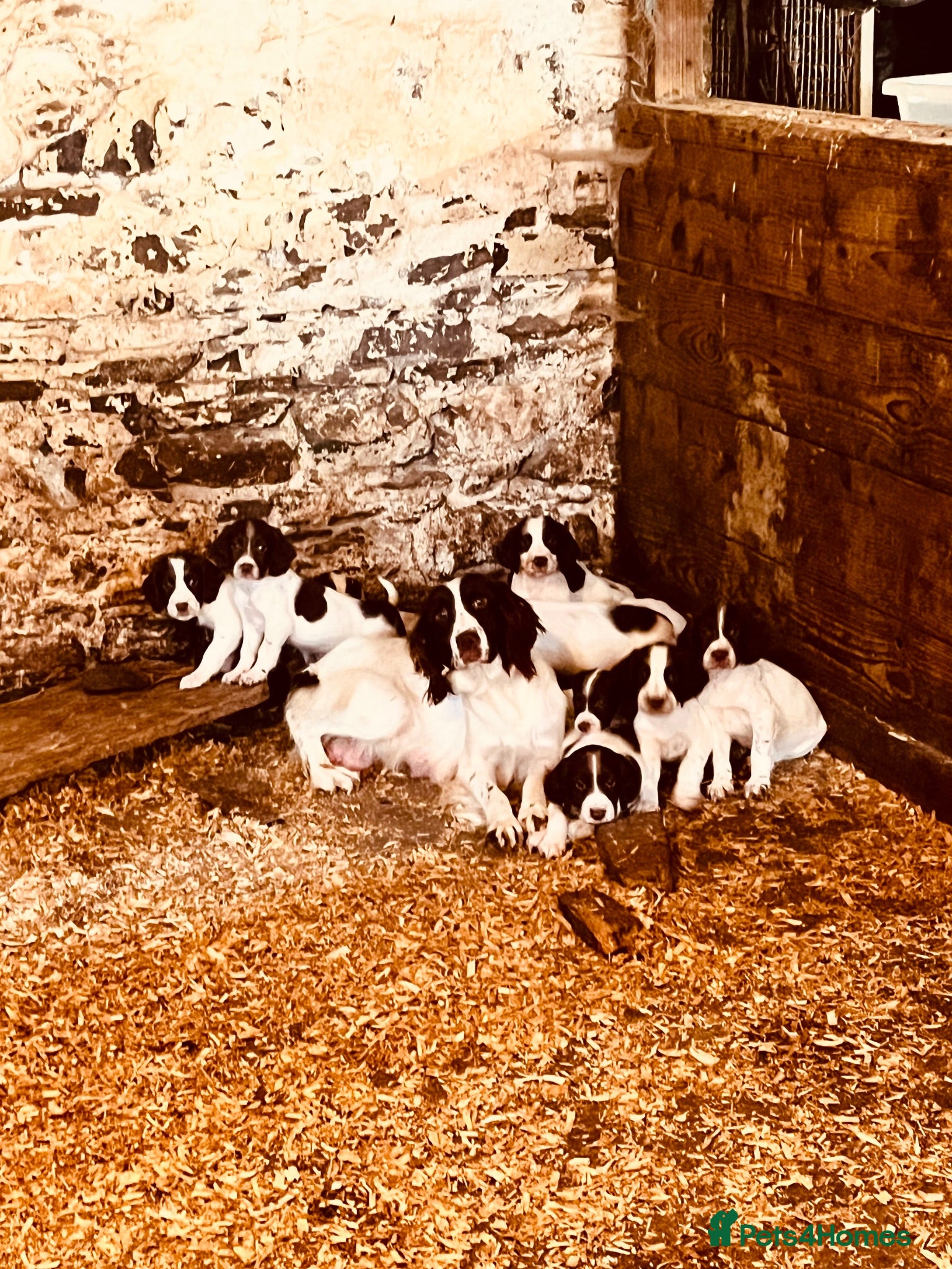 English Springer Spaniel dogs Litter of Liver and White Springer Spaniels - Advert 13