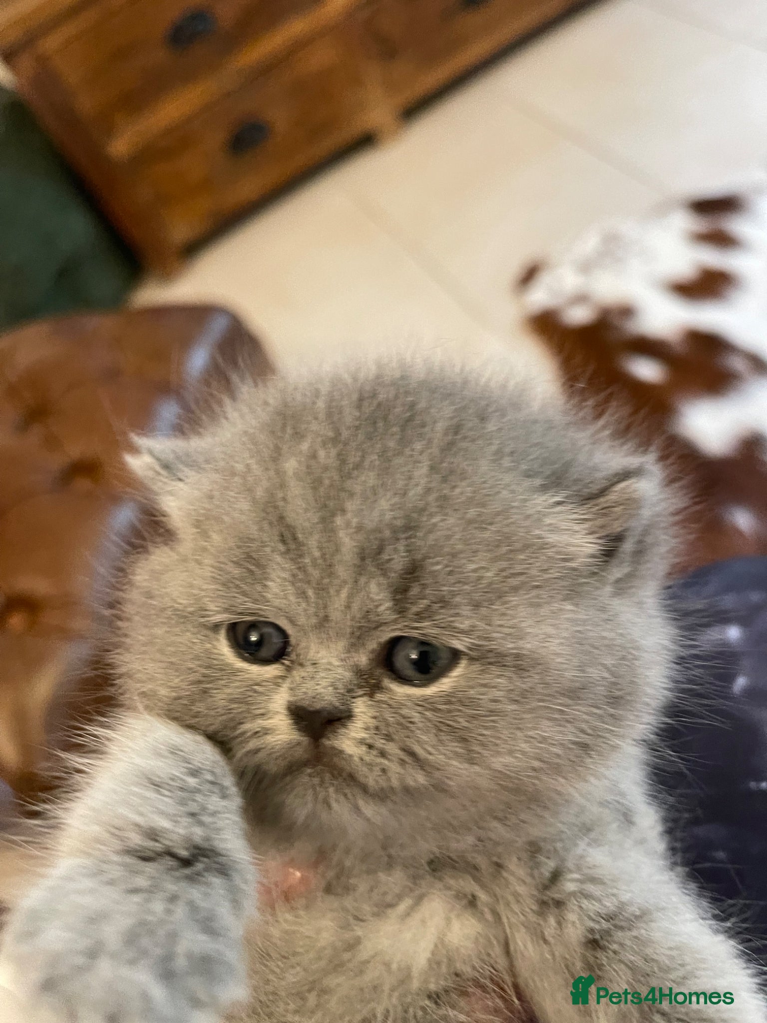 British Shorthair cats  GEORGEOUS BRITISH SHORTHAIR BLUE KITTENS - Advert 1