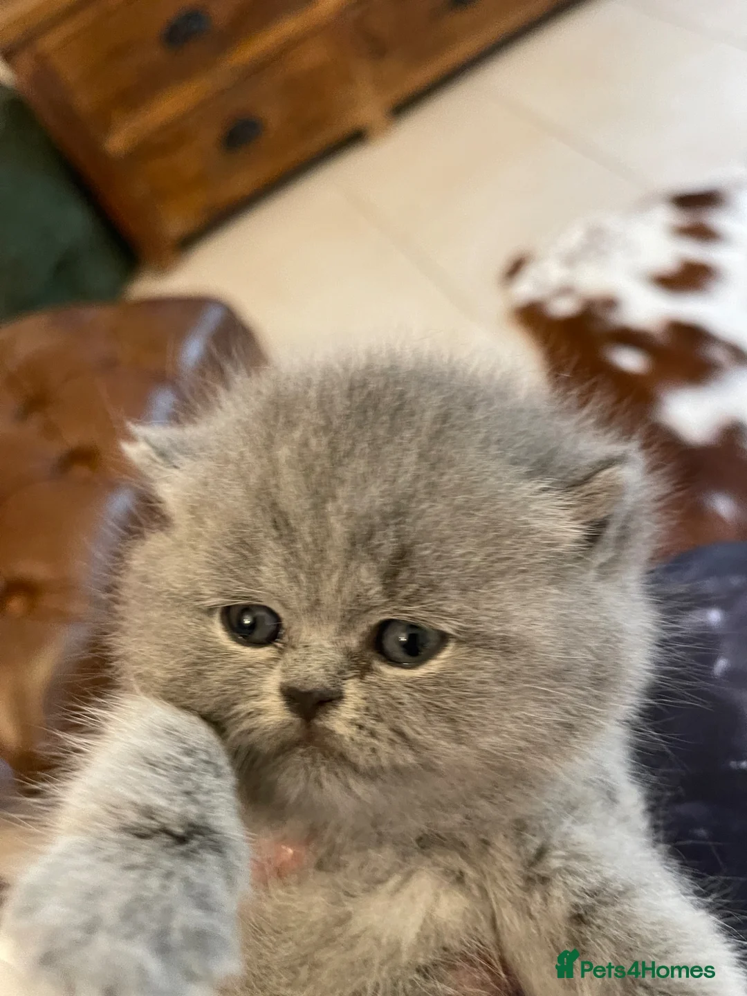 British Shorthair cats for sale:  GEORGEOUS BRITISH SHORTHAIR BLUE KITTENS - Advert 1