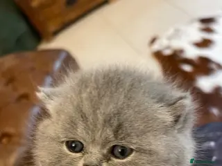 British Shorthair cats GEORGEOUS BRITISH SHORTHAIR BLUE KITTENS - Advert 1