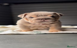 English Bulldog dogs for sale: Bulldogs ready to go!  - Image 17
