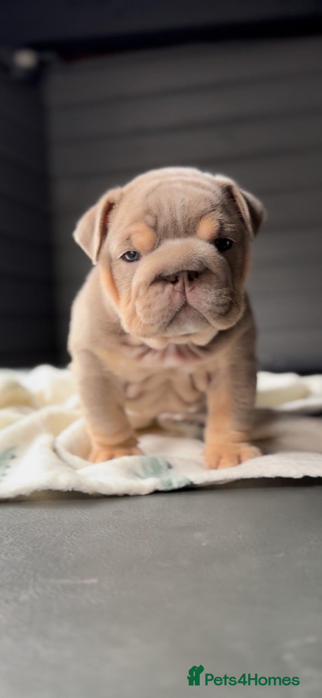 English Bulldog dogs for sale: Bulldogs ready to go!  - Image 17
