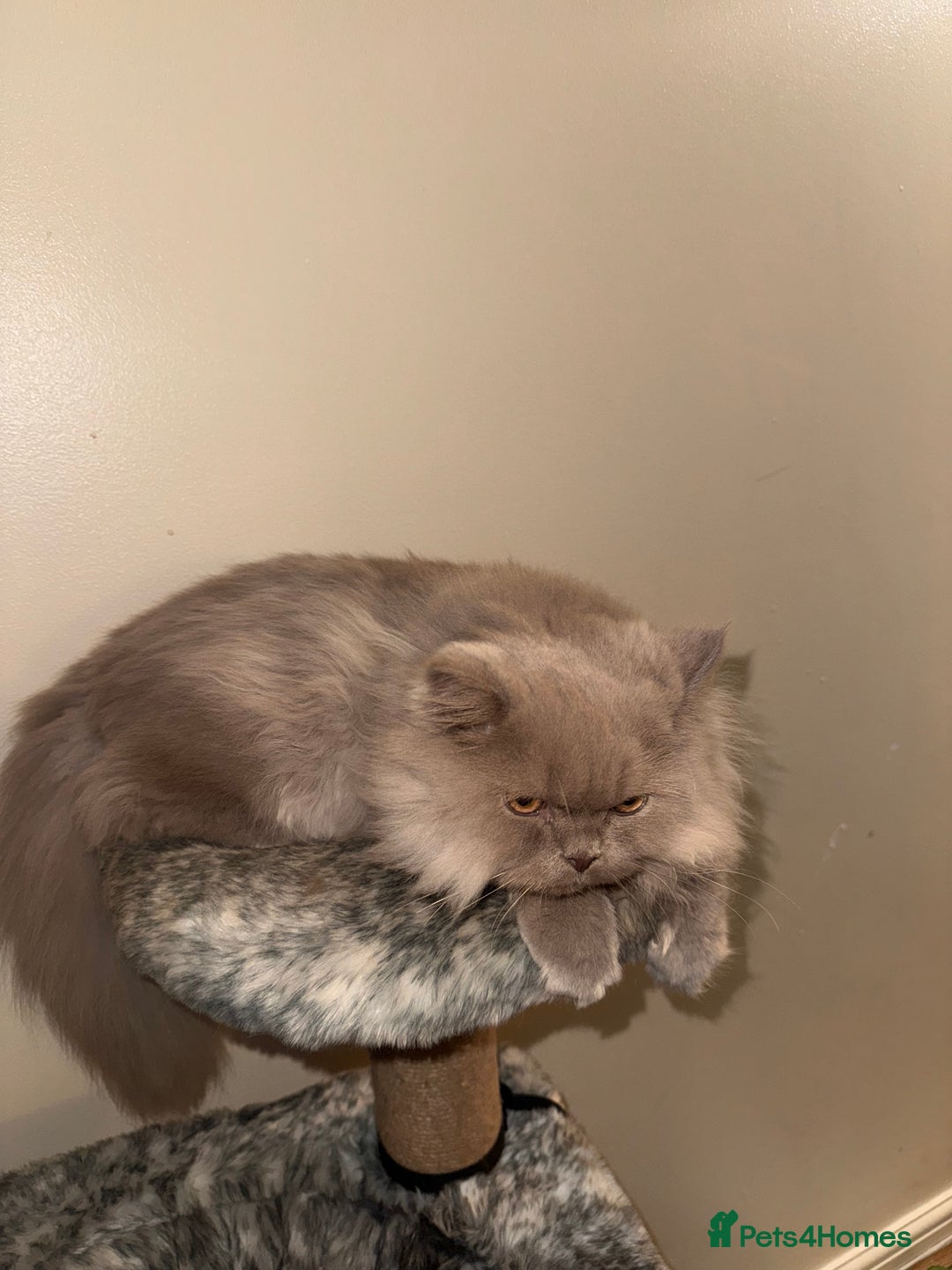 British Longhair cats for sale: Two gorgeous lilac British longhair  - Image 5