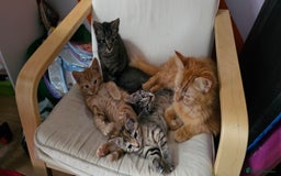 Mixed Breed cats for sale: 2 tabby males are available and ready for new home in Bristol - Image 9
