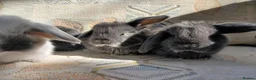 Mini Lop rabbits for sale: mini lops - Advert 26