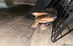 Bengal cats for sale: Snow Lynx, Marble & Brown Rosette Bengals - Image 14