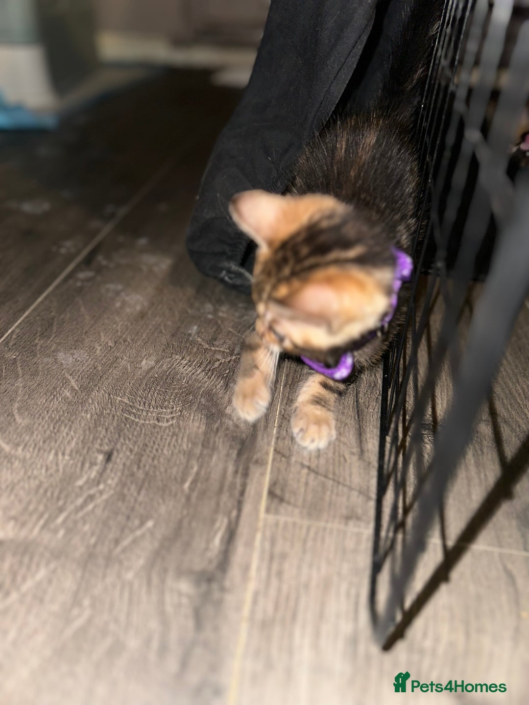 Bengal cats for sale: Snow Lynx, Marble & Brown Rosette Bengals - Image 14