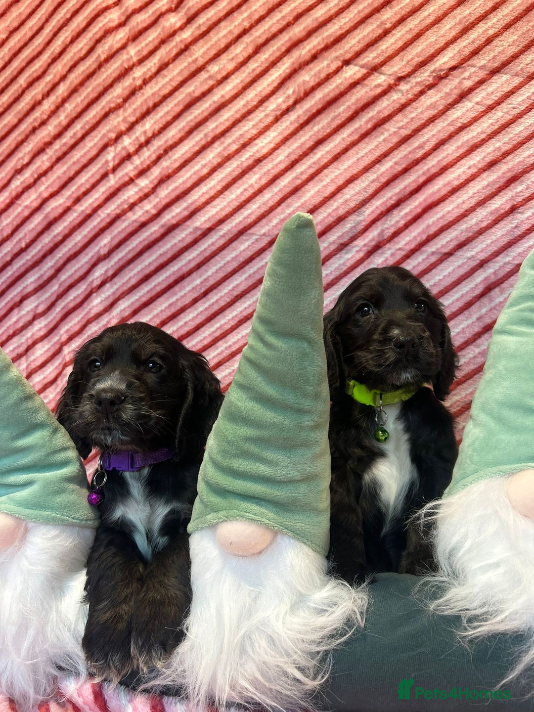 Cocker Spaniel dogs for sale: Cocker Spaniel Girls  - Advert 3