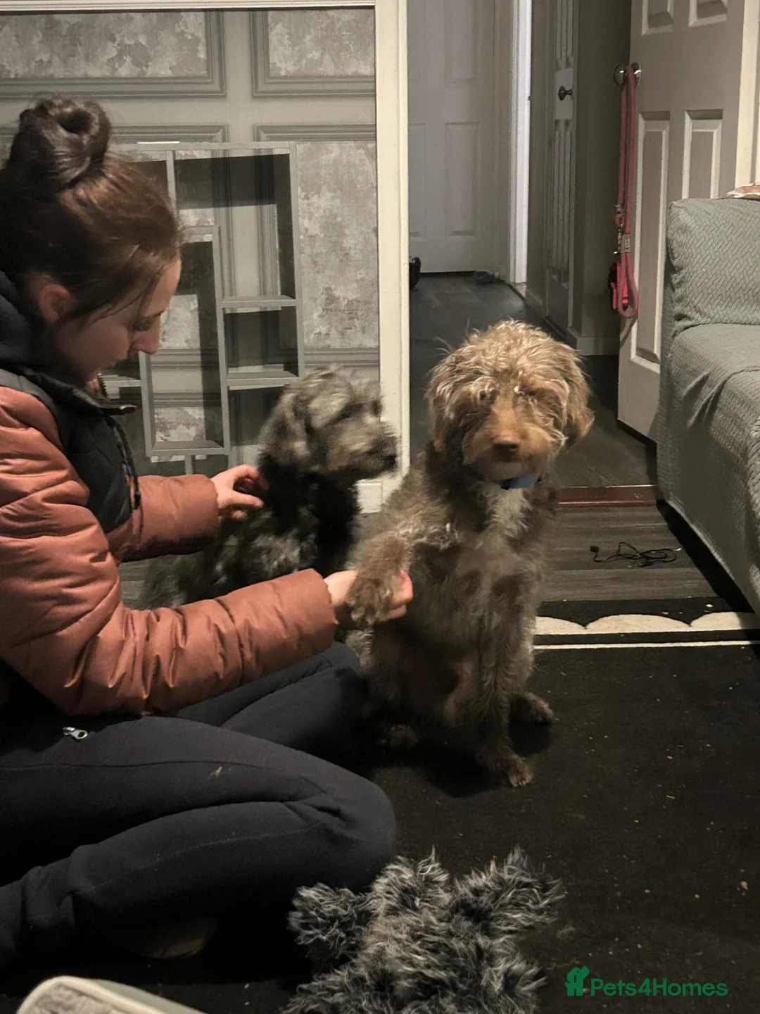 Mixed Breed dogs for sale: Beautiful puppies looking for their forever home  - Advert 10