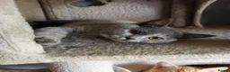 British Shorthair cats for sale: Stunning pedigree British Shorthair kittens - Advert 3