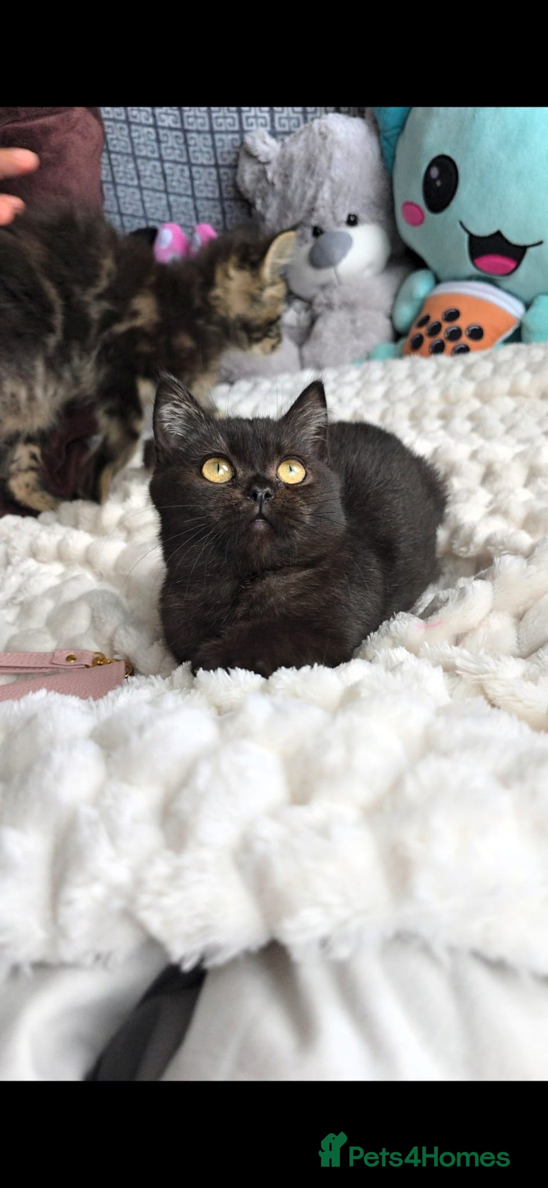 British Shorthair cats for sale: Beautiful Babies Available Ready To Leave - Image 12