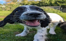 English Springer Spaniel dogs for sale: Speckled boy,playful & kind natured,HEALTH TESTED - Image 3