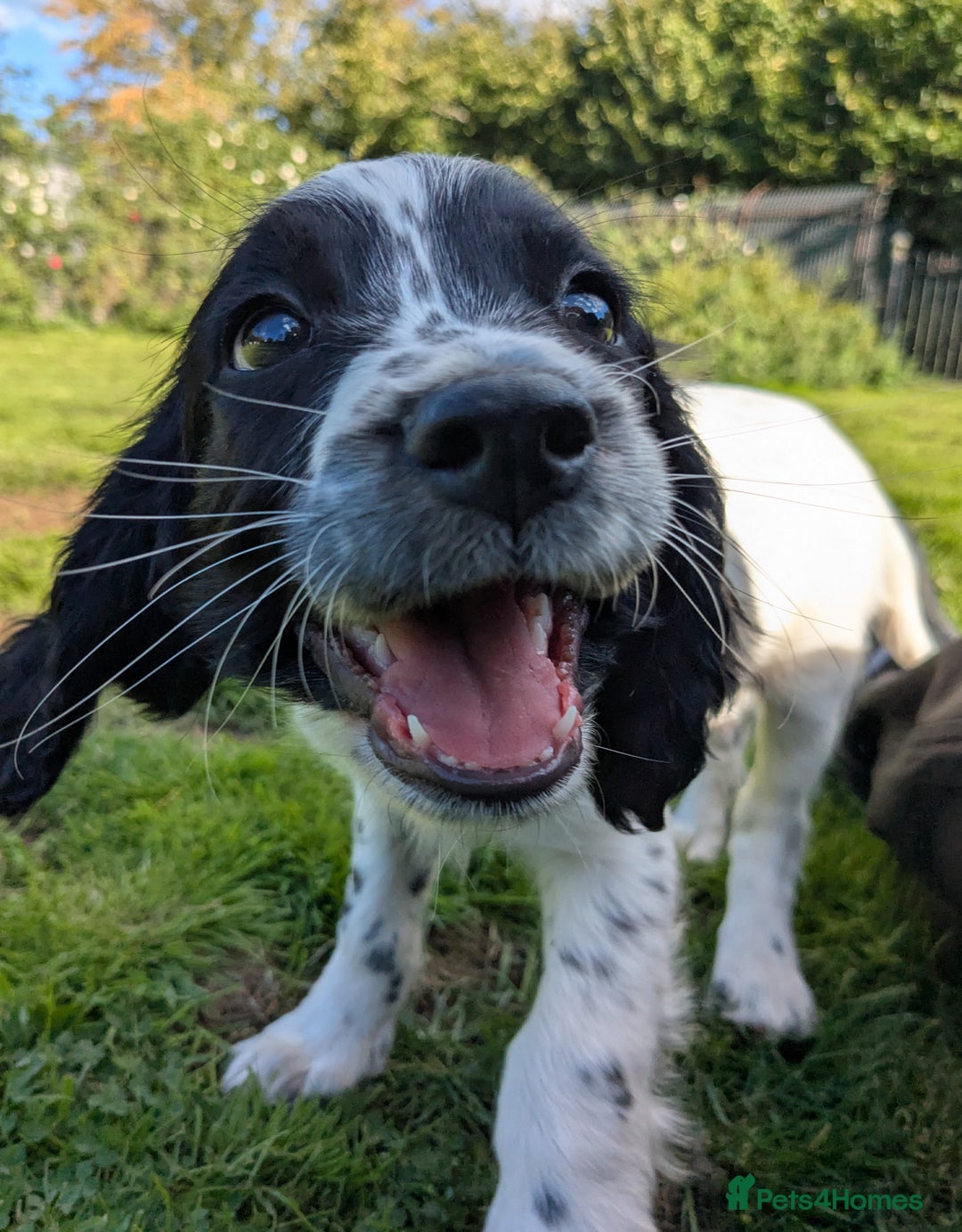 English Springer Spaniel dogs for sale: Speckled boy,playful & kind natured,HEALTH TESTED - Image 3