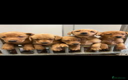 Labrador Retriever dogs for sale: KC registered red Labrador pups bitches only  - Image 6