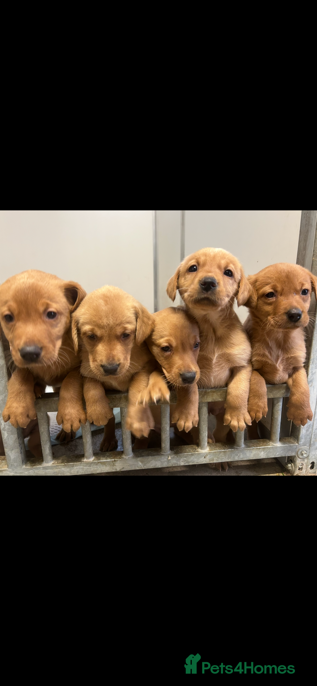 Labrador Retriever dogs for sale: KC registered red Labrador pups bitches only  - Image 6