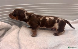 Miniature Dachshund dogs for sale: Mini Dachshund  - Image 6